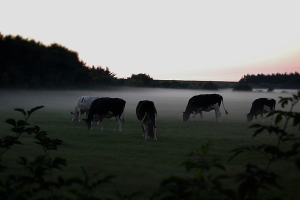 cows-in-the-fog-1709242_640
