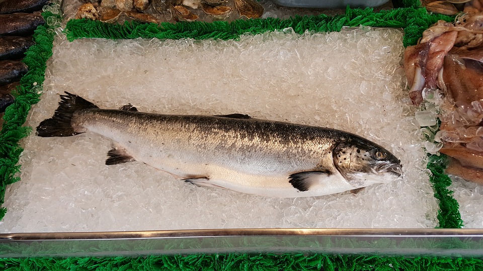salmon gmo