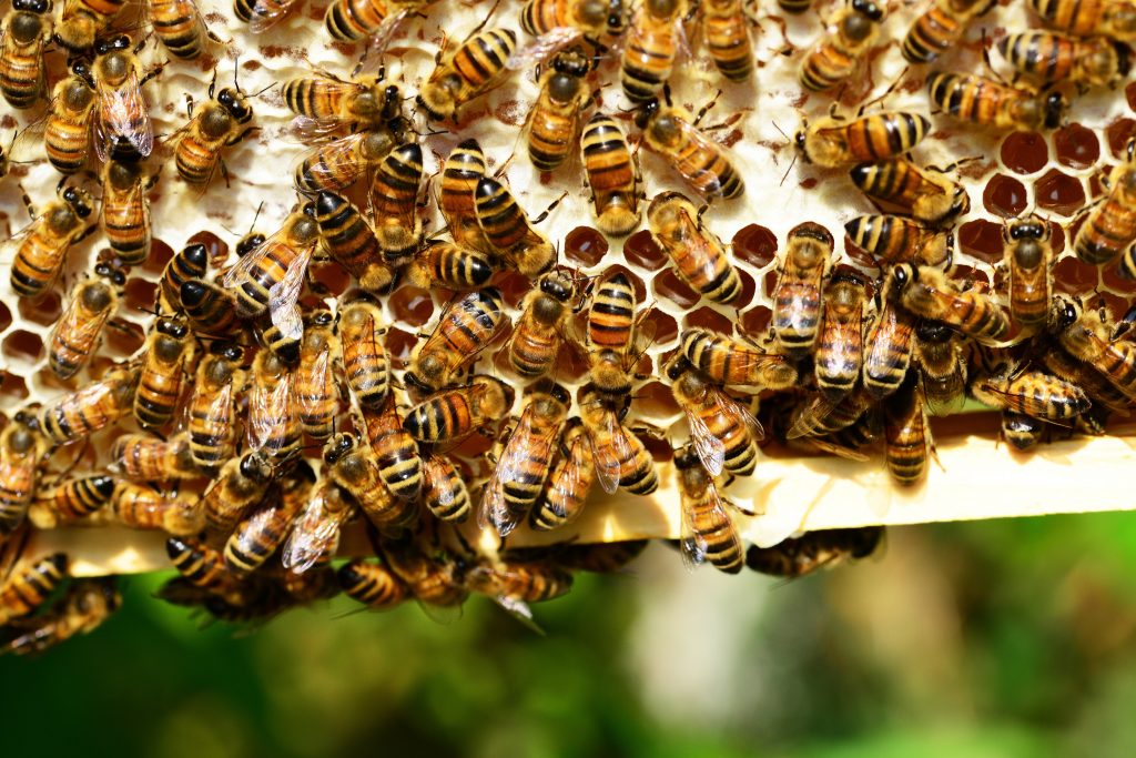 bees-close-up-honey-53444