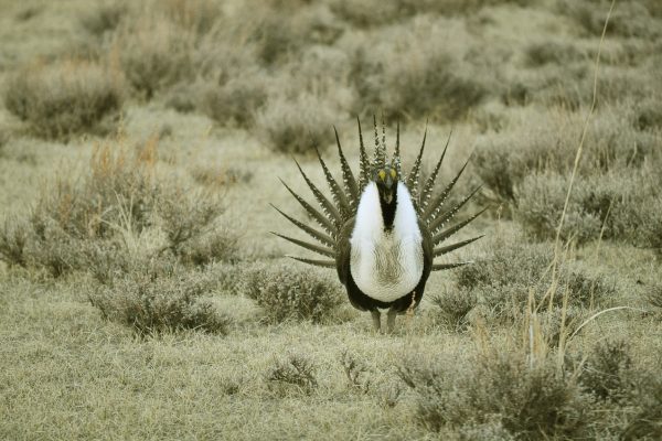 greater-sage-grouse-936696_1280