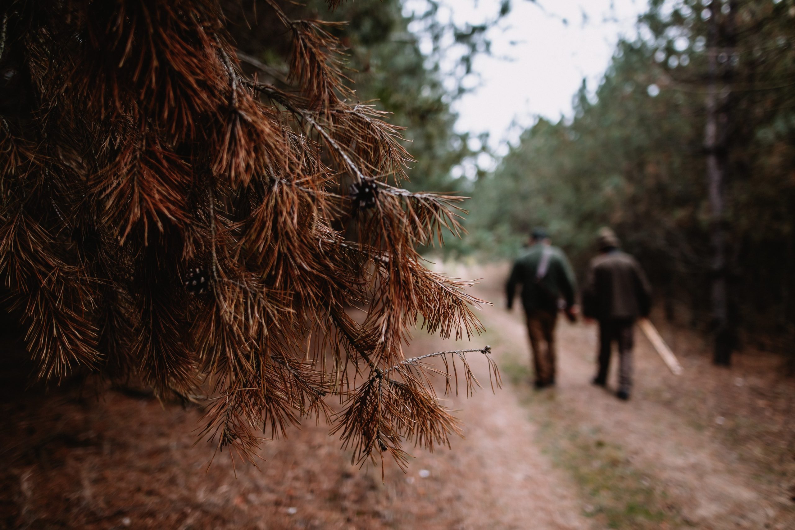 Hunters walking on road in forest