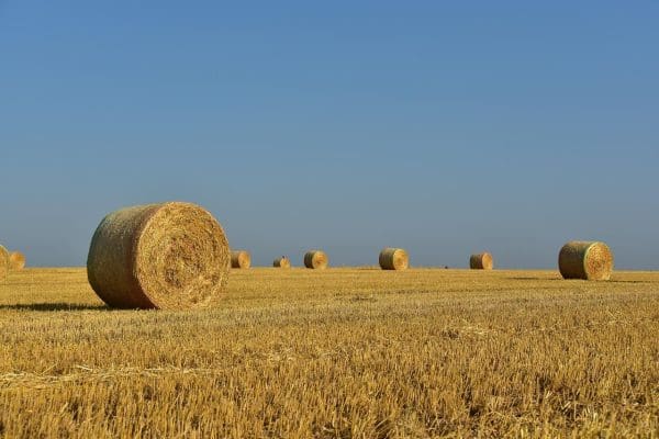 A large, golden round hay bale sits in the foreground of a harvested field. In the distance, several other bales are scattered across the dry, straw-covered ground. Above, a vibrant blue sky is accented by wispy, white clouds, creating a peaceful, sunny rural landscape.
